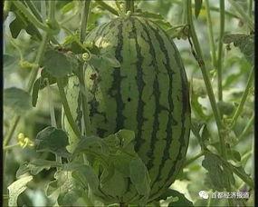 网红爆料吃瓜平台,吃瓜平台背后的真相大曝光！  第3张